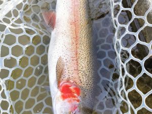 4月17日(金)　坂戸市　KOさん