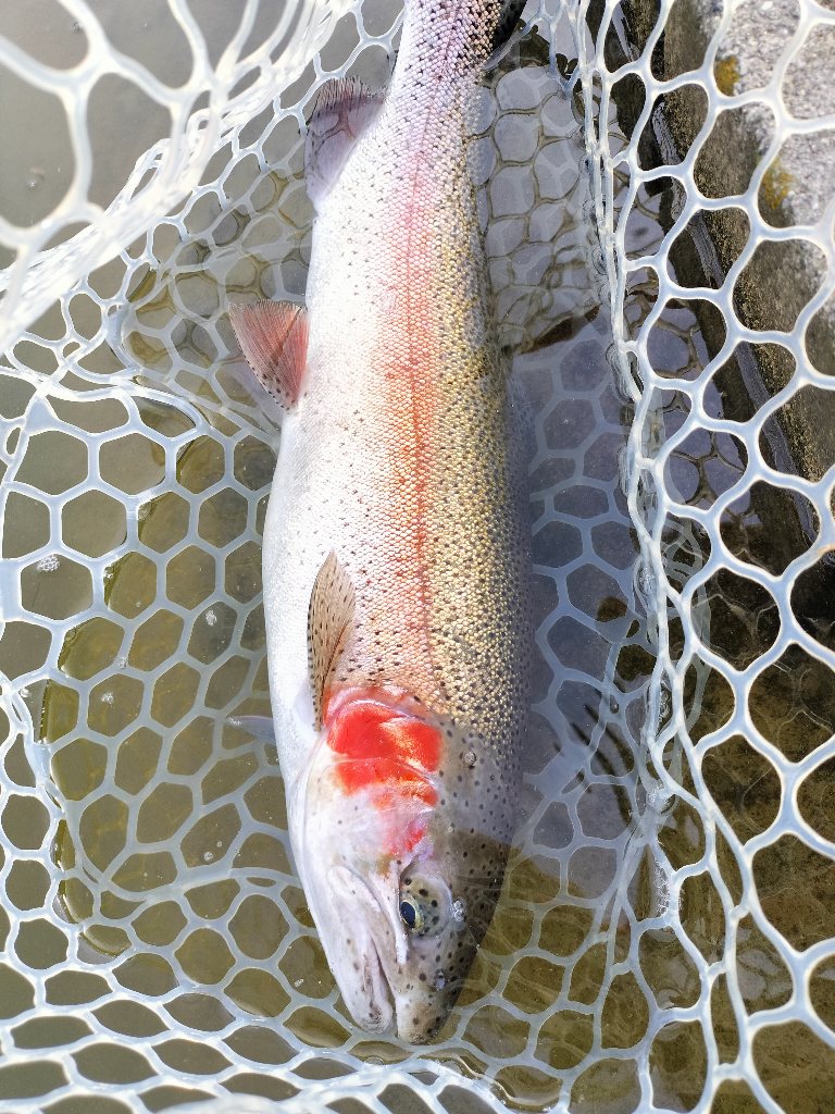 4月17日(金)　坂戸市　KOさん