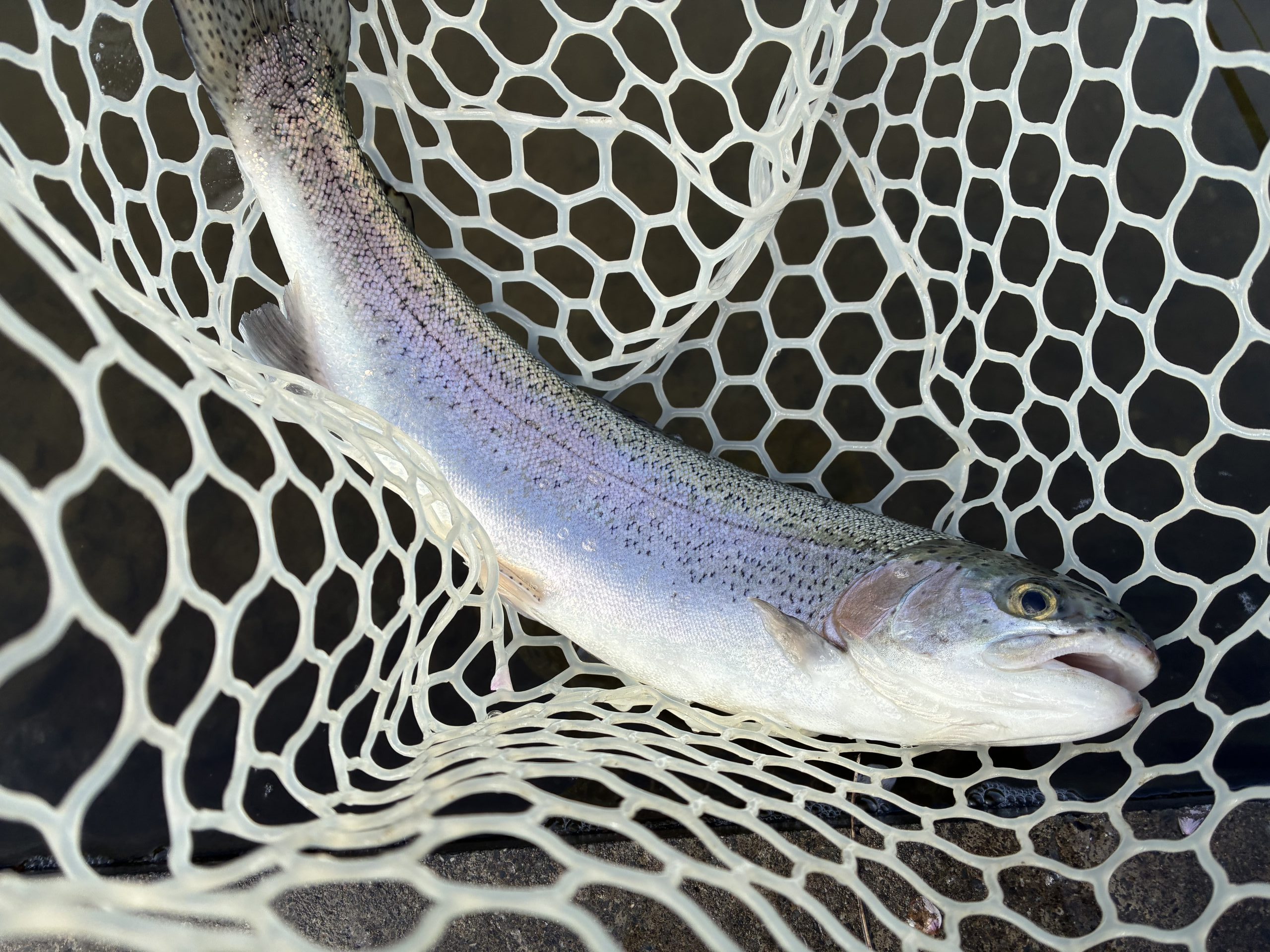 4月5日（日）三芳町　cima cimaさん