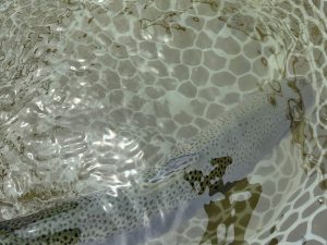 4月29日（水）三芳町　cima cimaさん