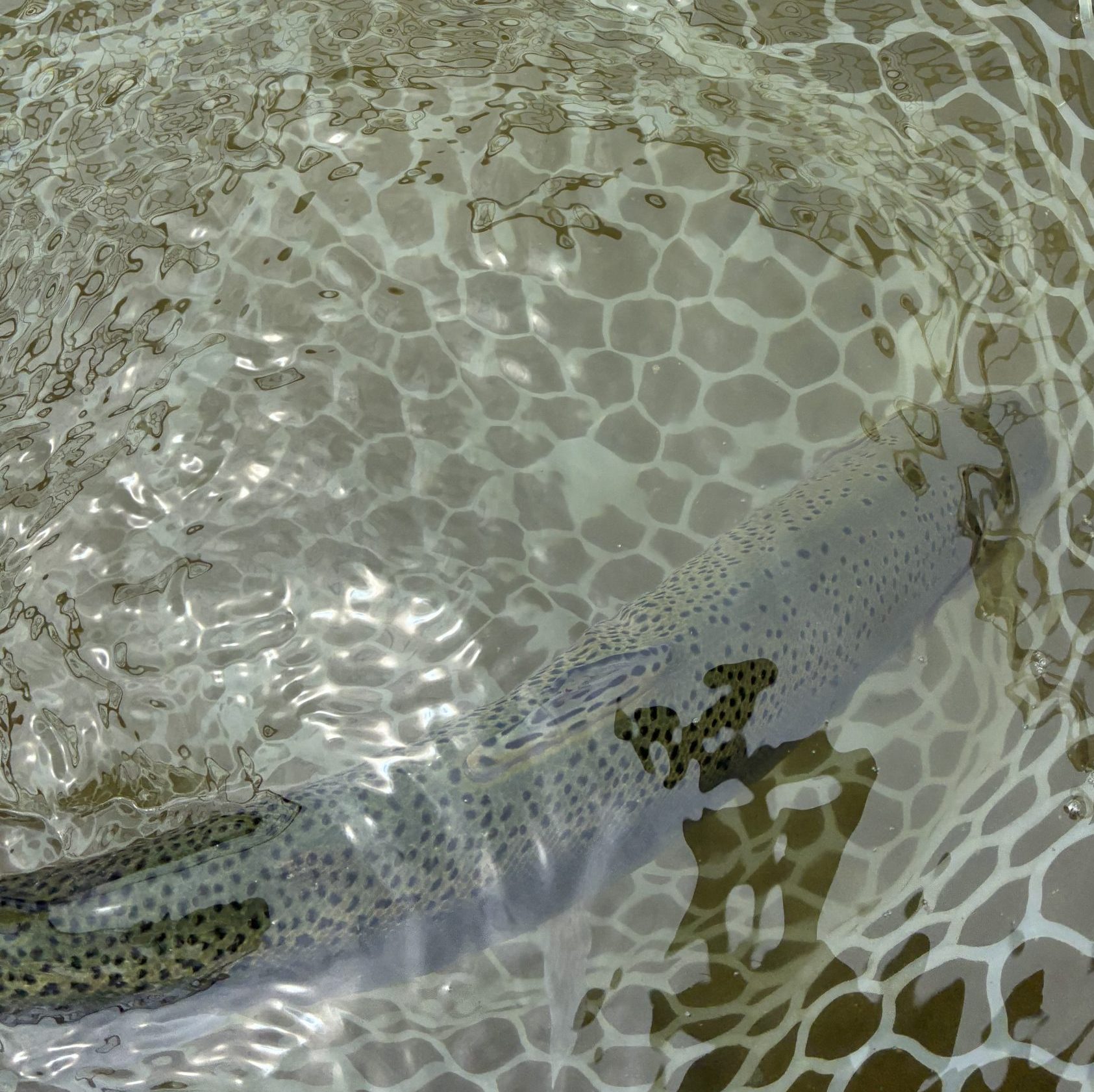 4月29日（水）三芳町　cima cimaさん