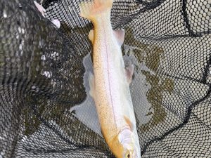 4月4日(土)　町田市　トヨシマさん