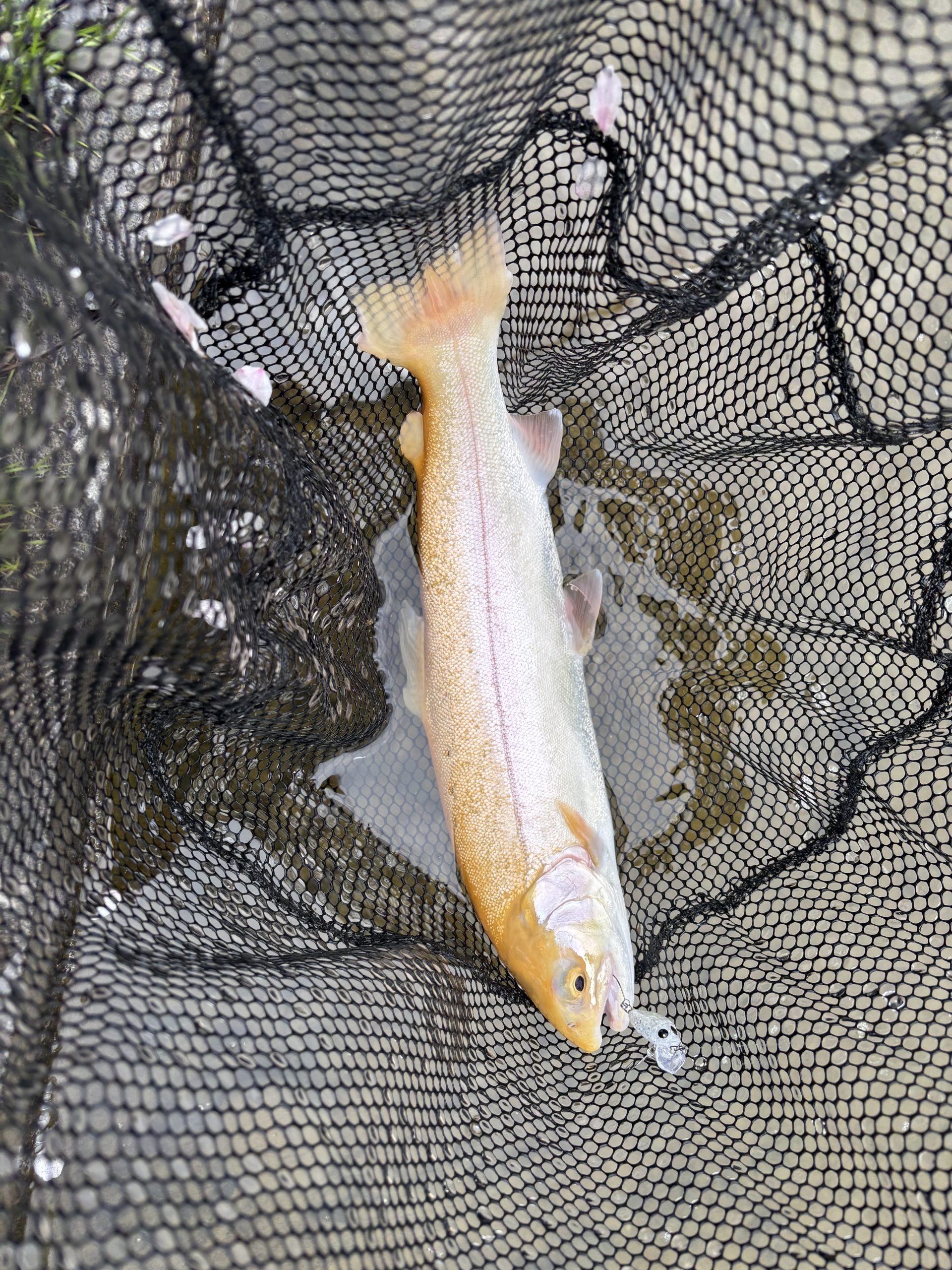 4月4日(土)　町田市　トヨシマさん