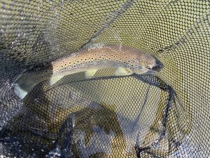 4月11日（土）町田市　トヨシマさん