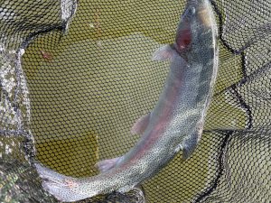 4月18日（土）町田市　トヨシマさん