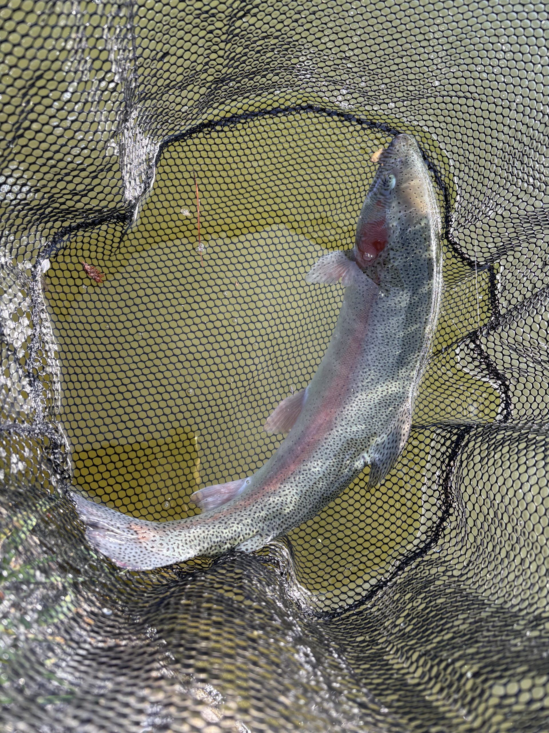 4月18日（土）町田市　トヨシマさん