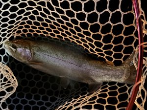 4月4日(土)　日野市　オグさん