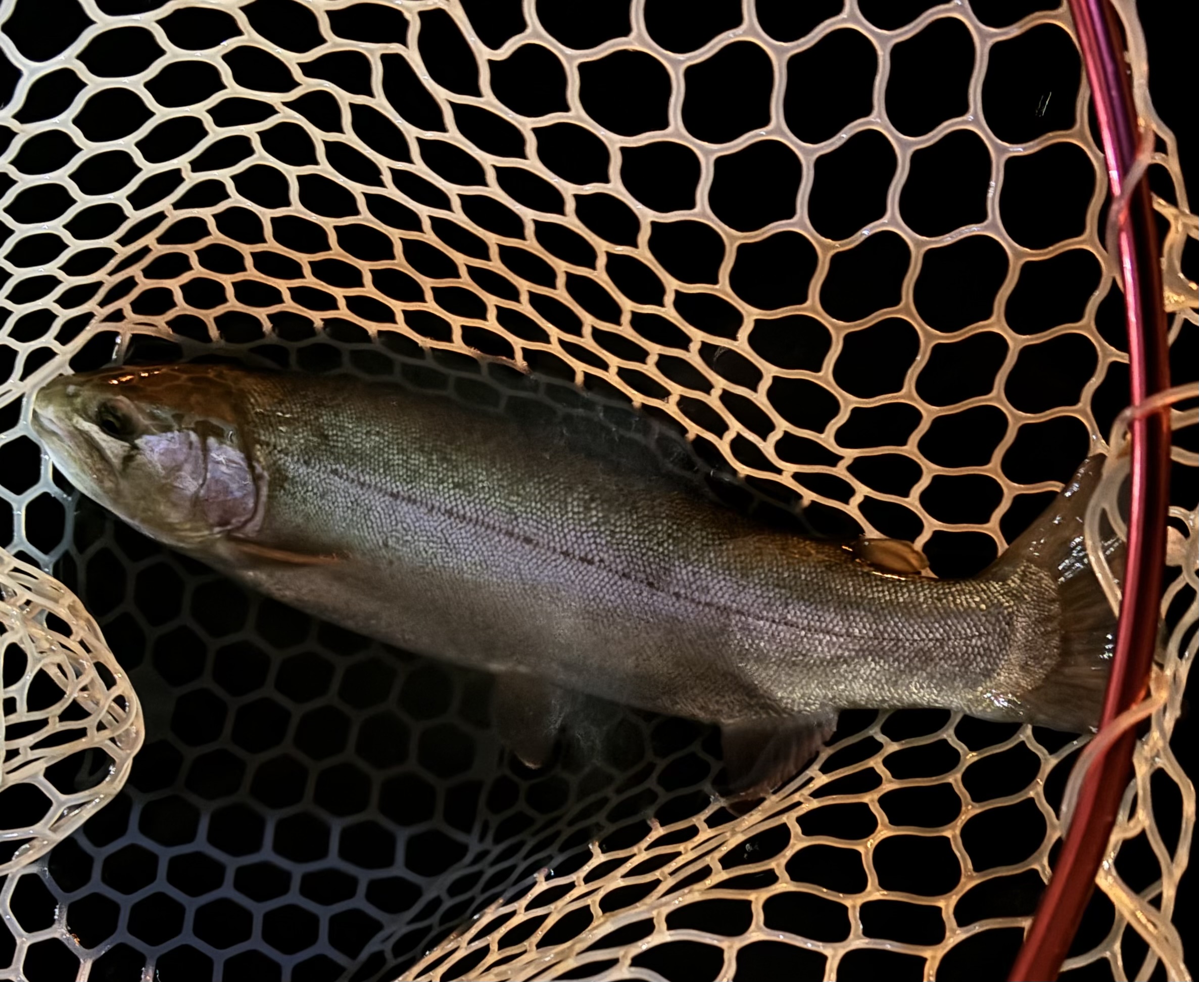 4月4日(土)　日野市　オグさん