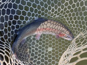 4月8日（水）越谷市　iwana107さん