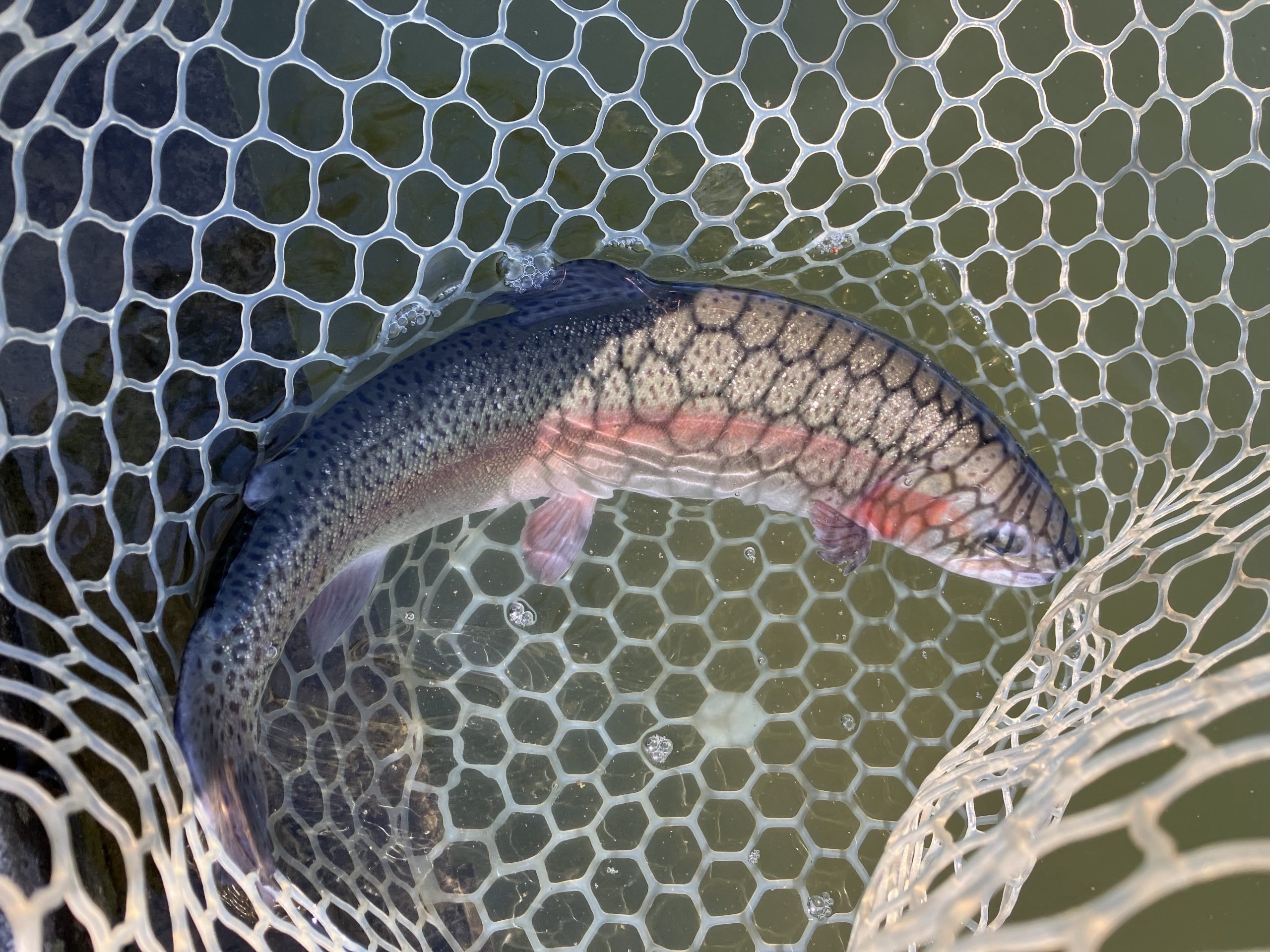 4月8日（水）越谷市　iwana107さん