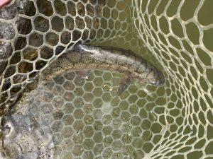 4月22日（水）越谷市　iwana107さん