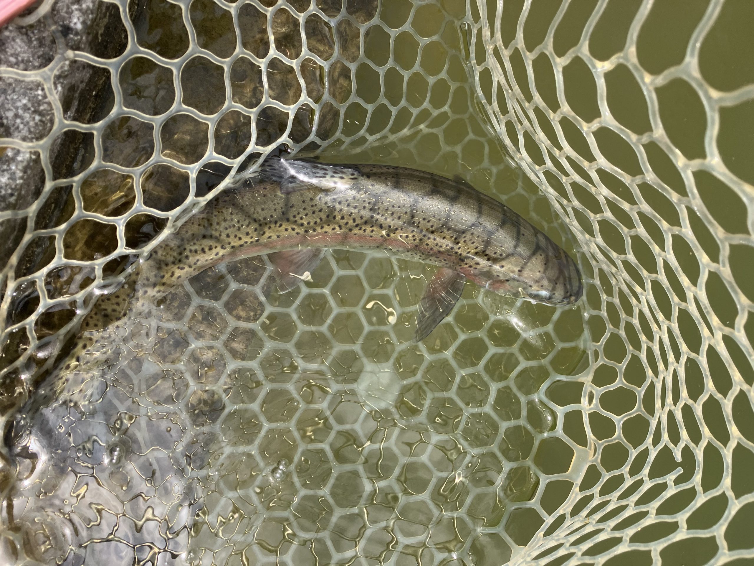 4月22日（水）越谷市　iwana107さん