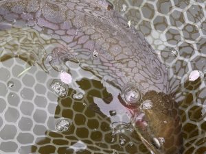 4月5日（日）小平市　しいたけさん