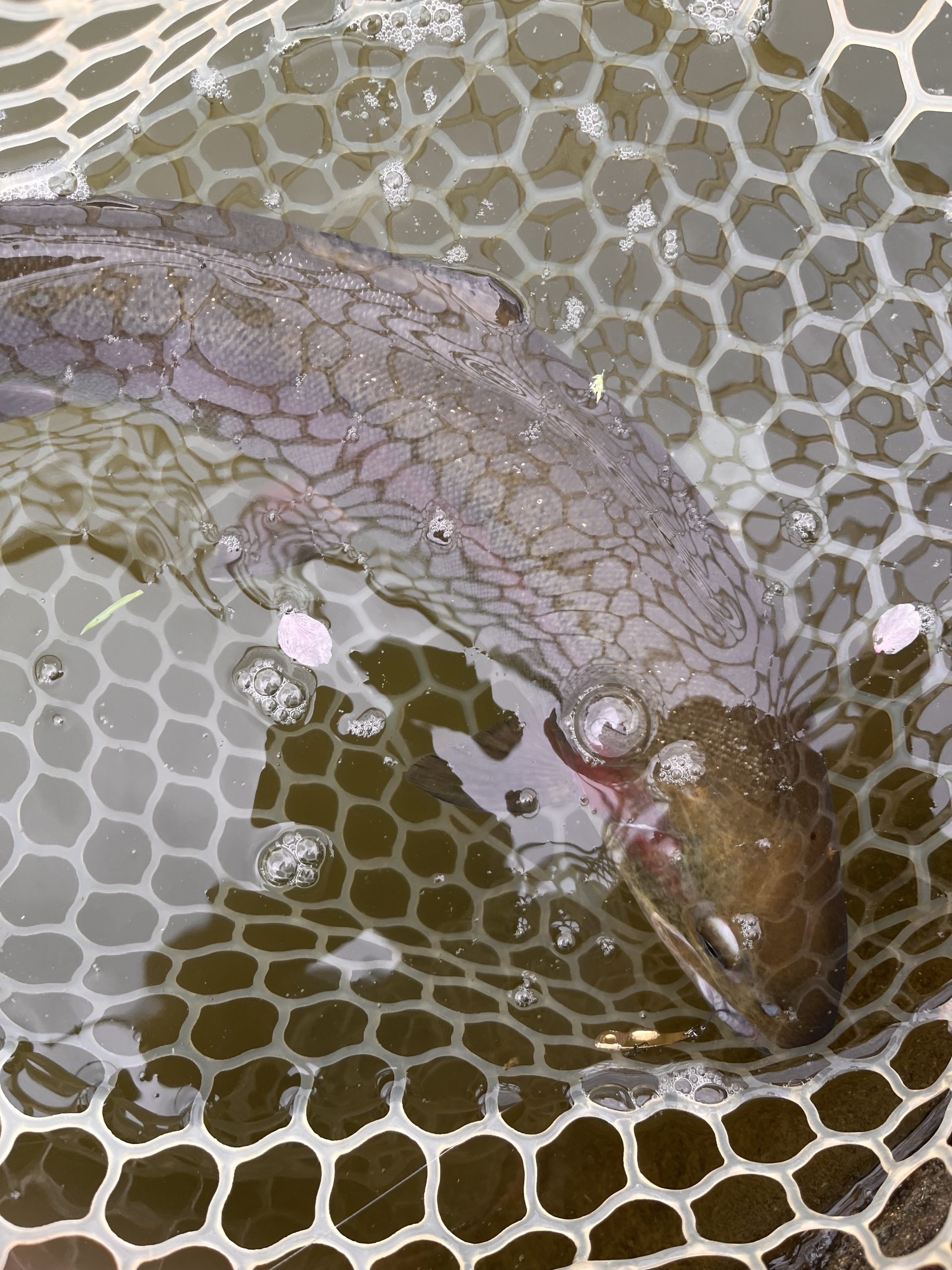 4月5日（日）小平市　しいたけさん