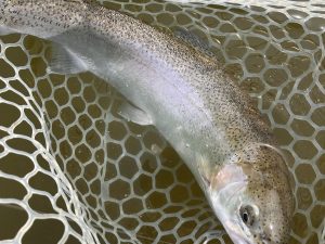 4月12日（日）小平市　しいたけさん