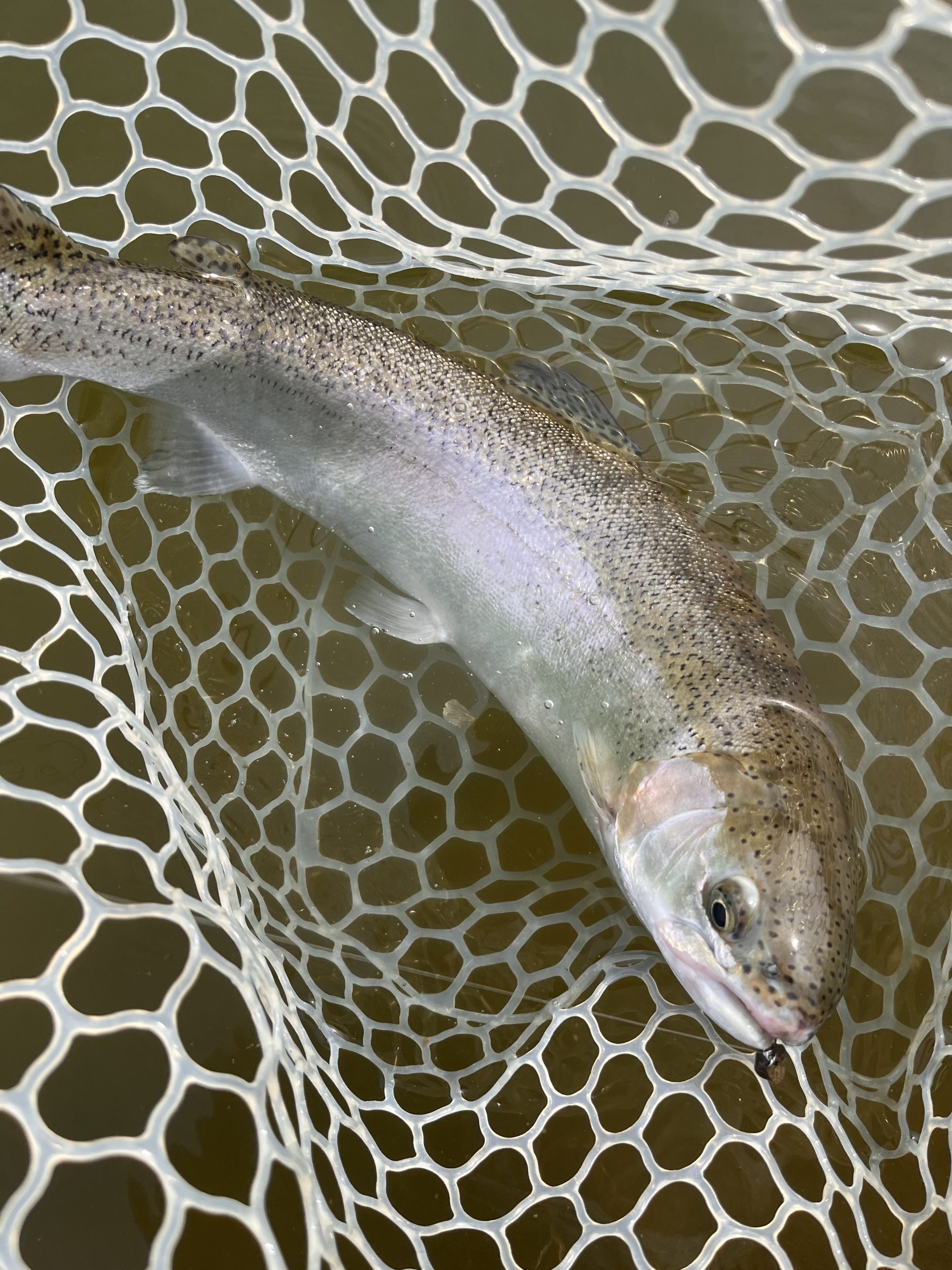 4月12日(日)小平市 しいたけさん