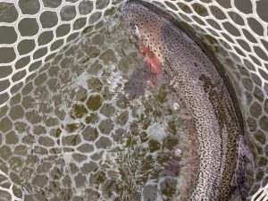 4月19日（日）小平市　しいたけさん