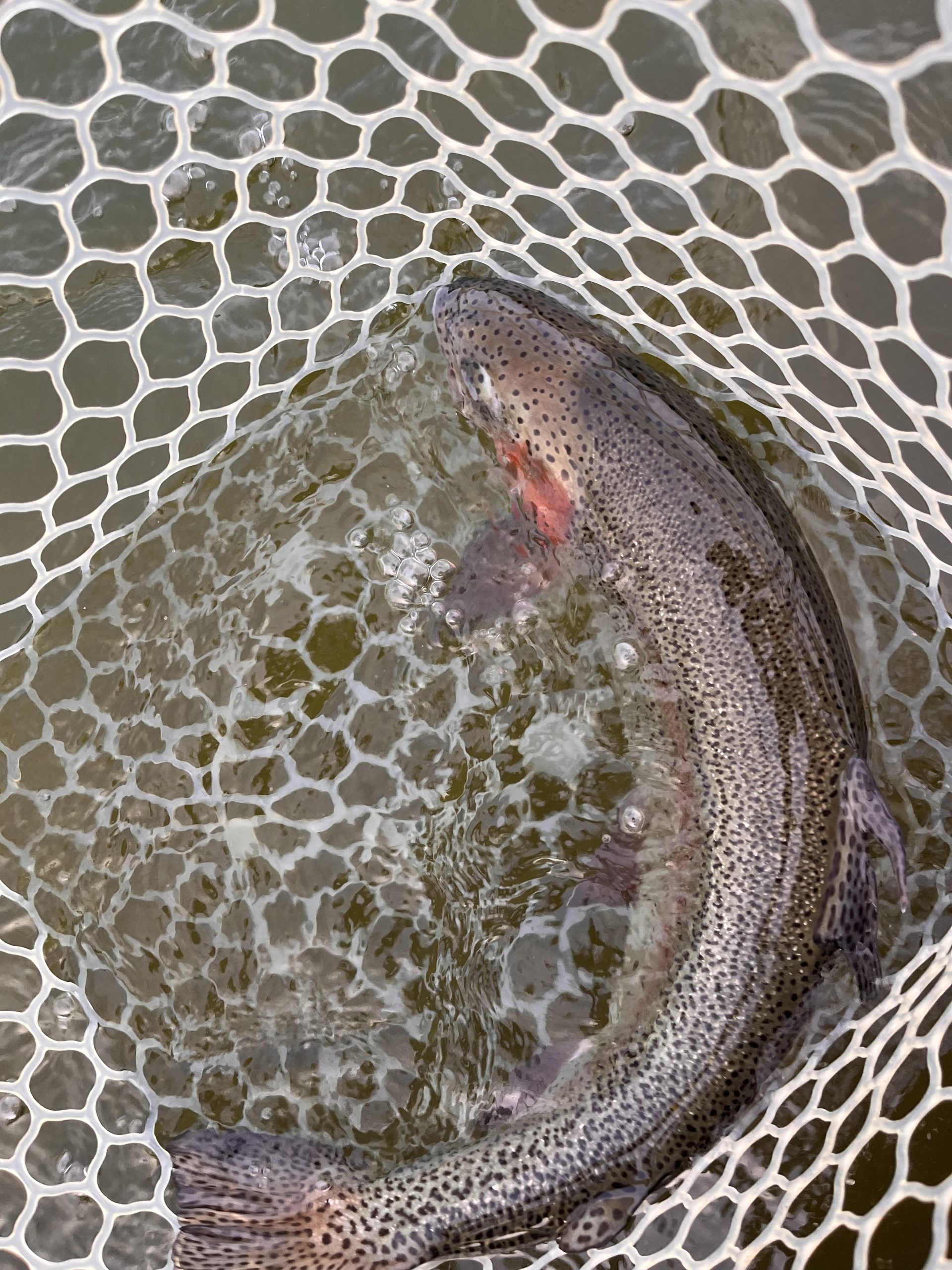 4月19日（日）小平市　しいたけさん