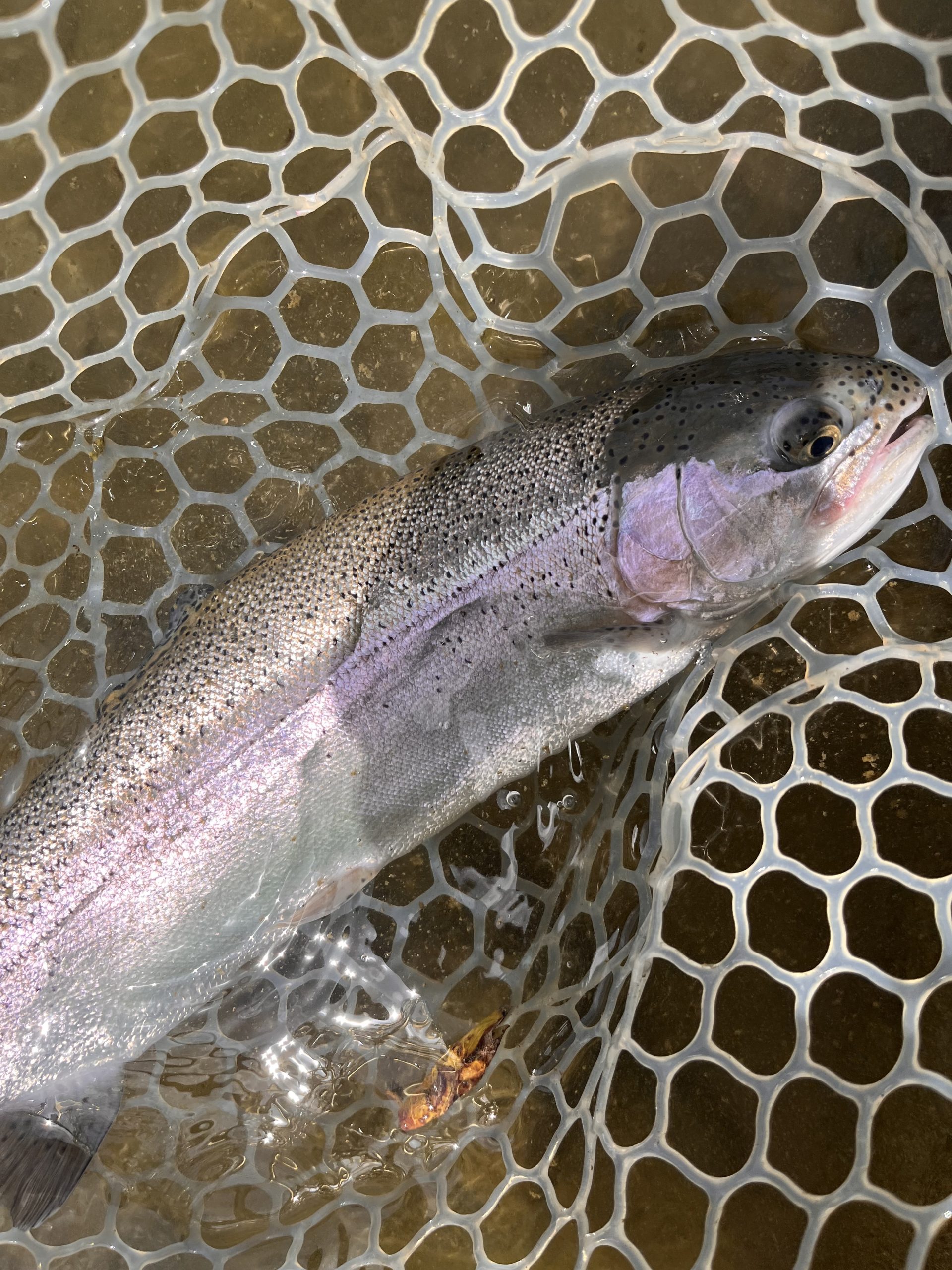 4月26日(日)　小平市　しいたけさん