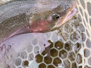 4月29日（水）小平市　しいたけさん