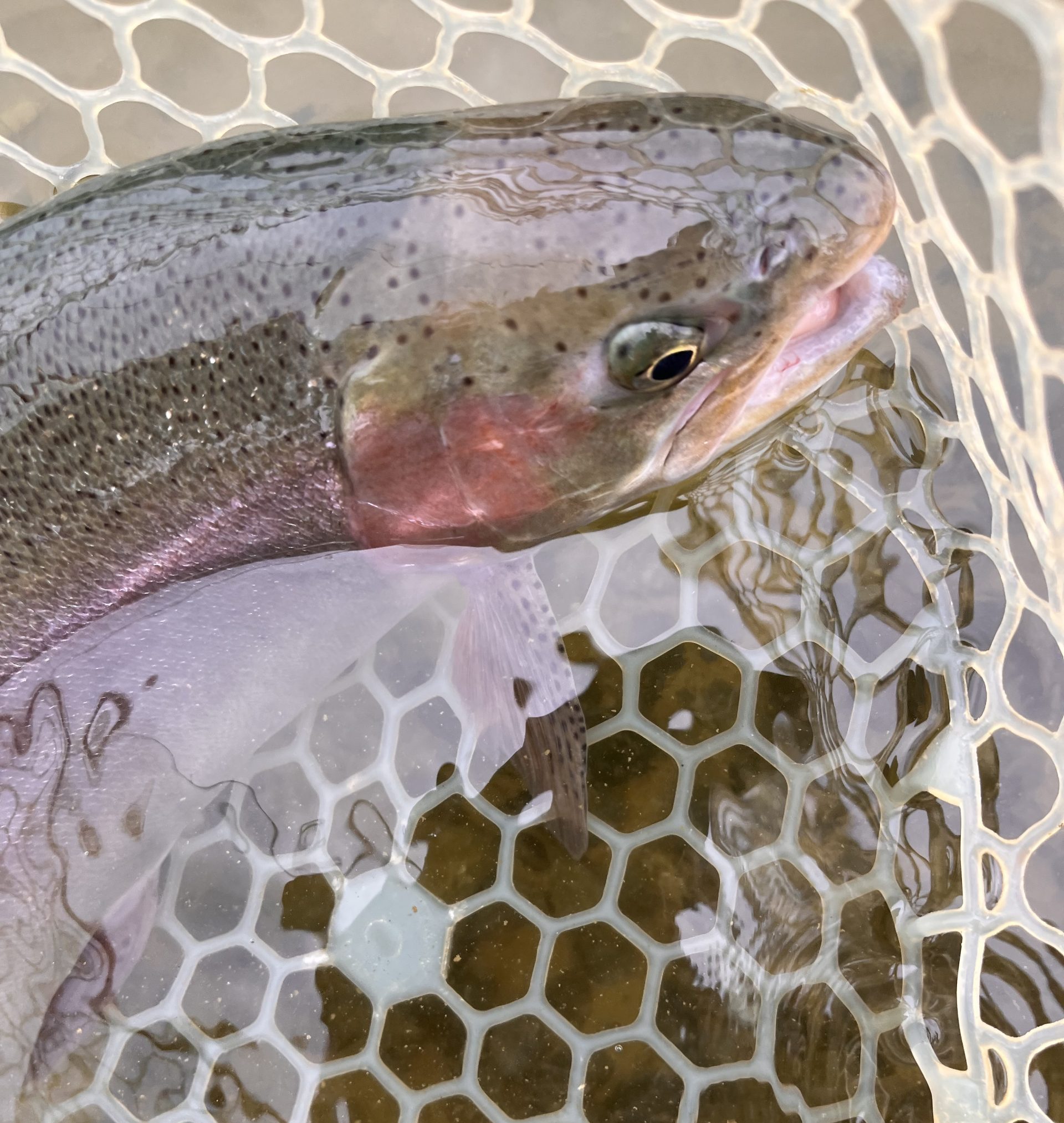 4月29日（水）小平市　しいたけさん