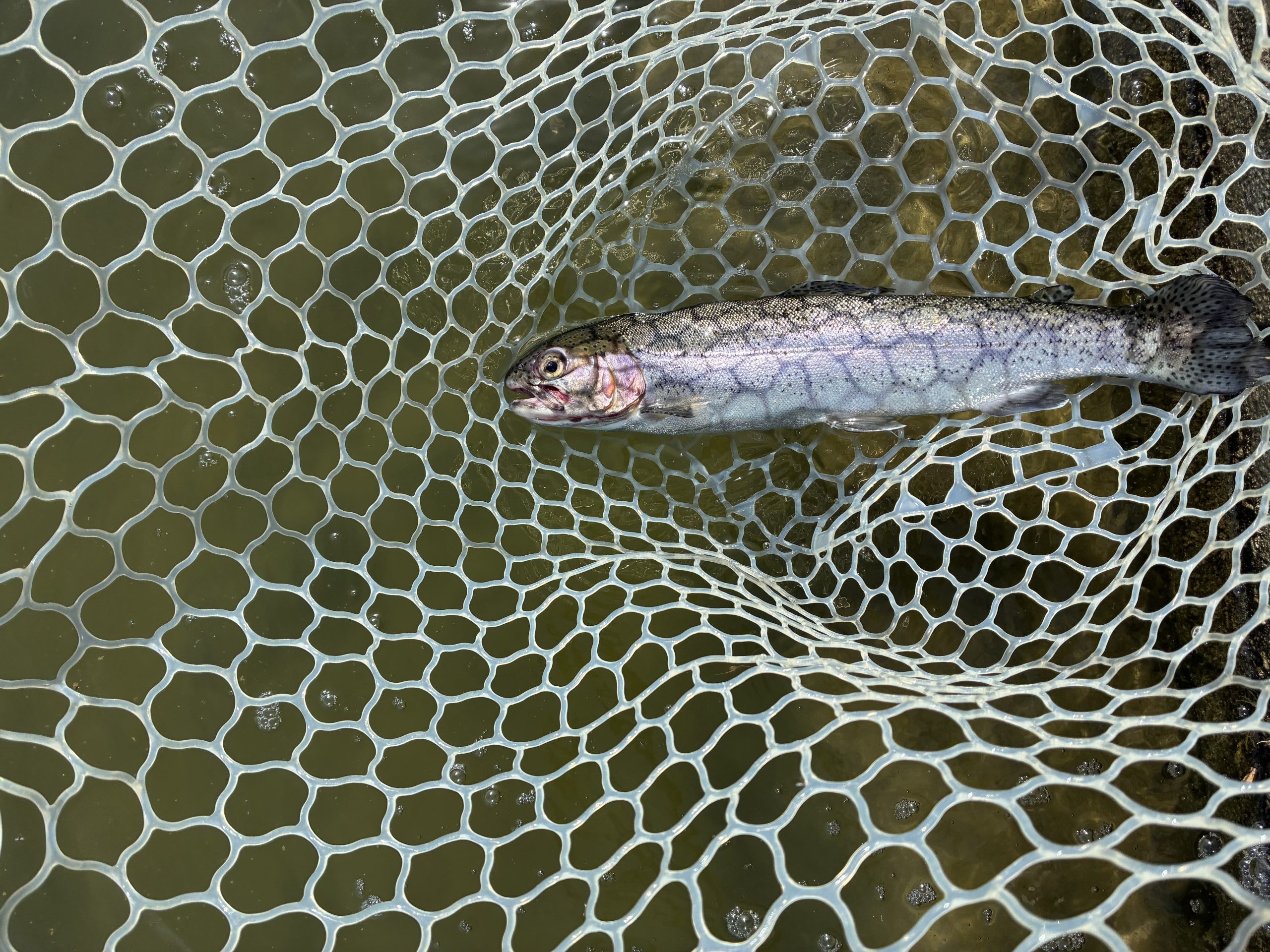 4月19日（日）八王子市　せっきーさん