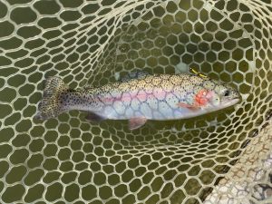 4月8日（水）坂戸市　タロヤンさん