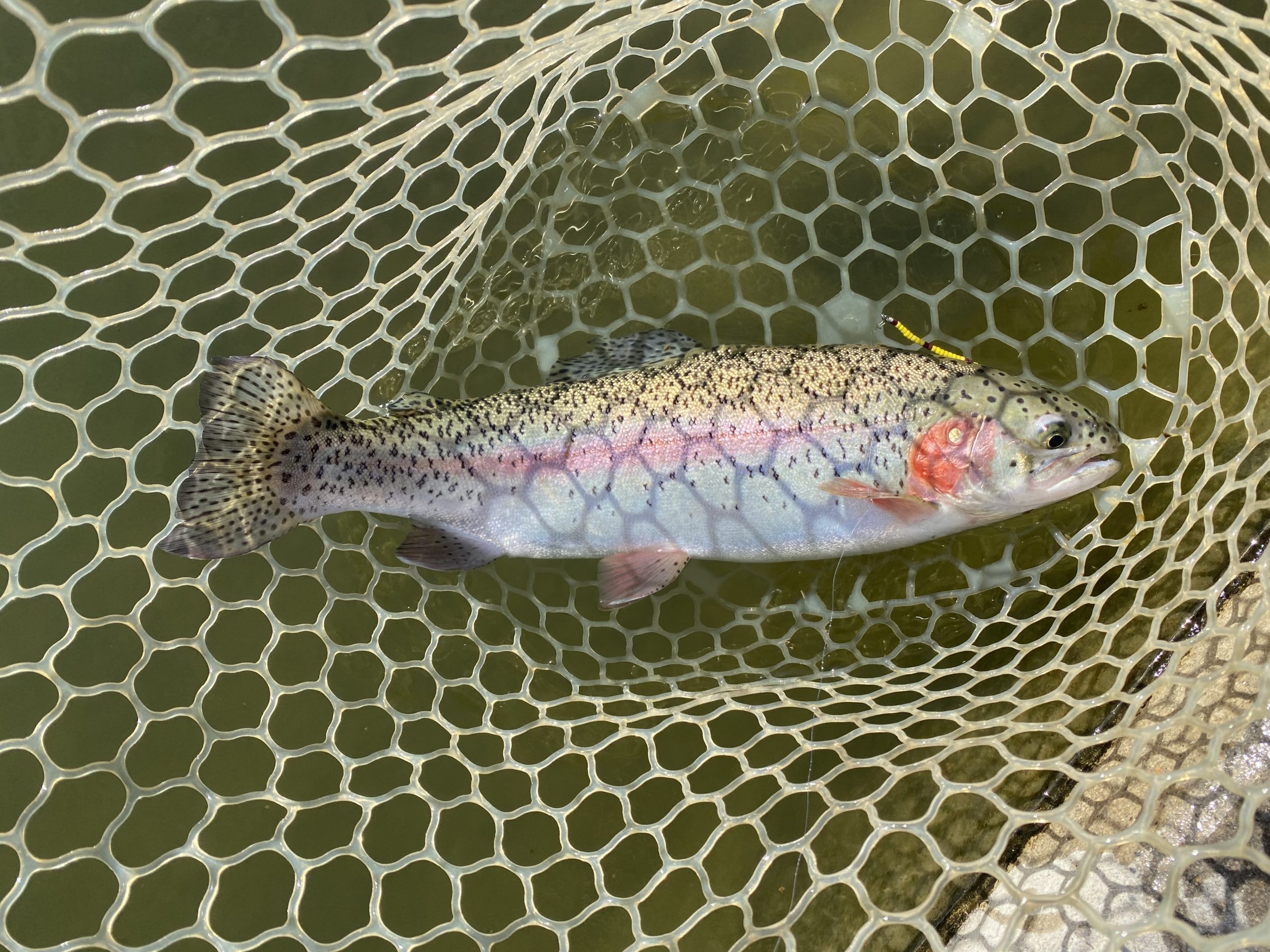 4月8日（水）坂戸市　タロヤンさん