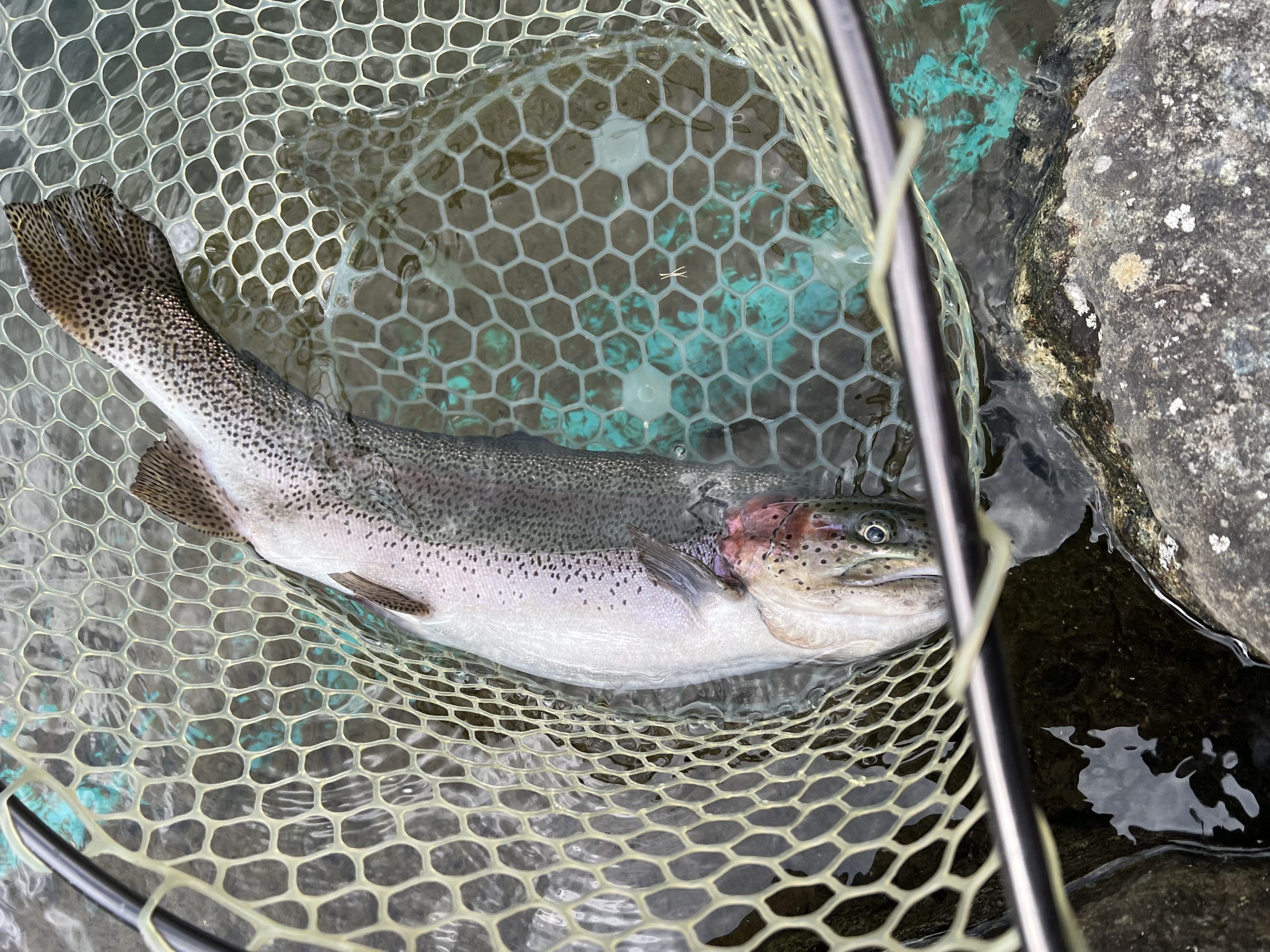 4月6日（月）八王子市　HGさん