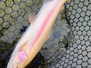 4月1日(水)　国立市　K.Tさん