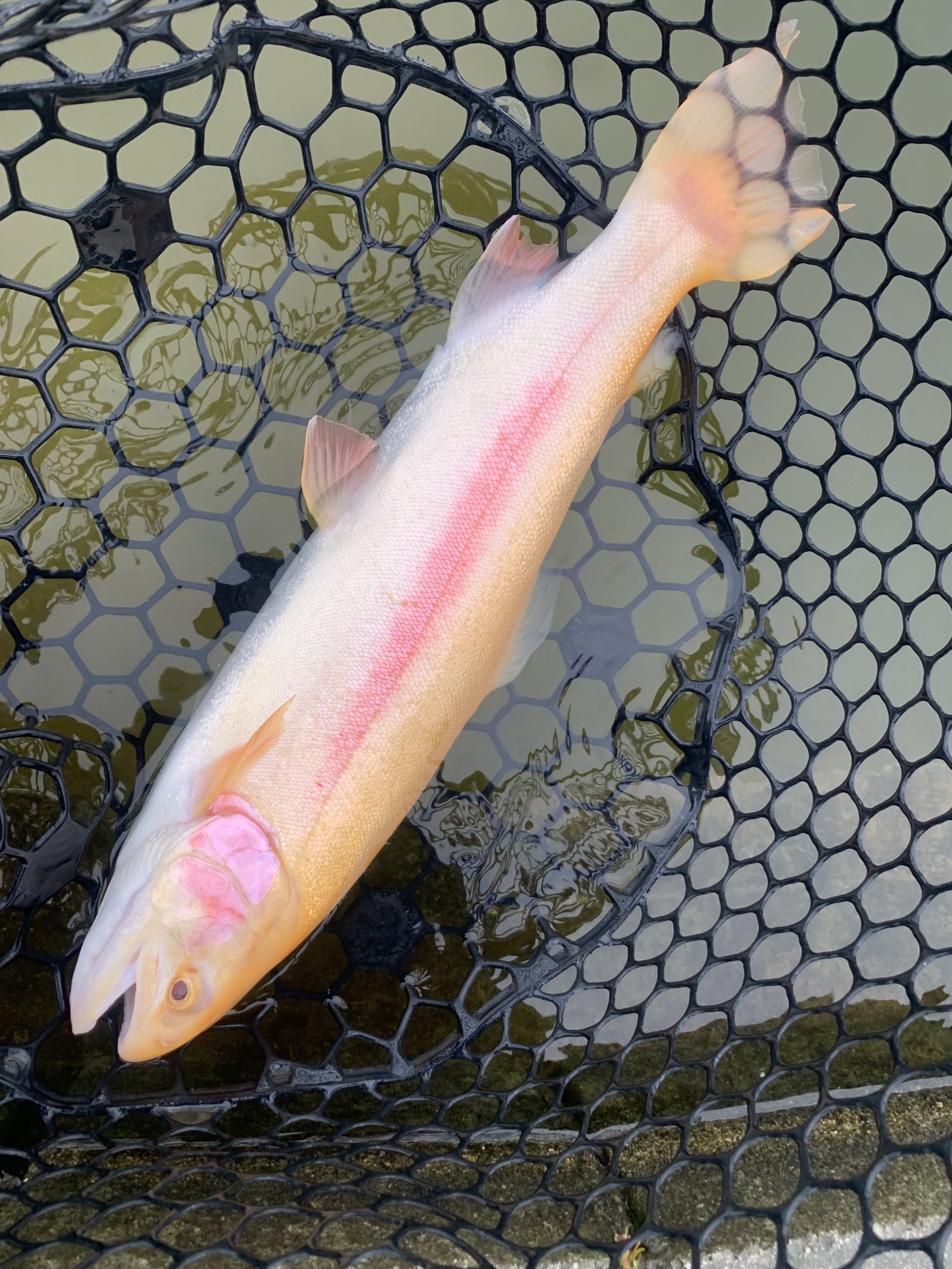 4月1日(水)　国立市　K.Tさん