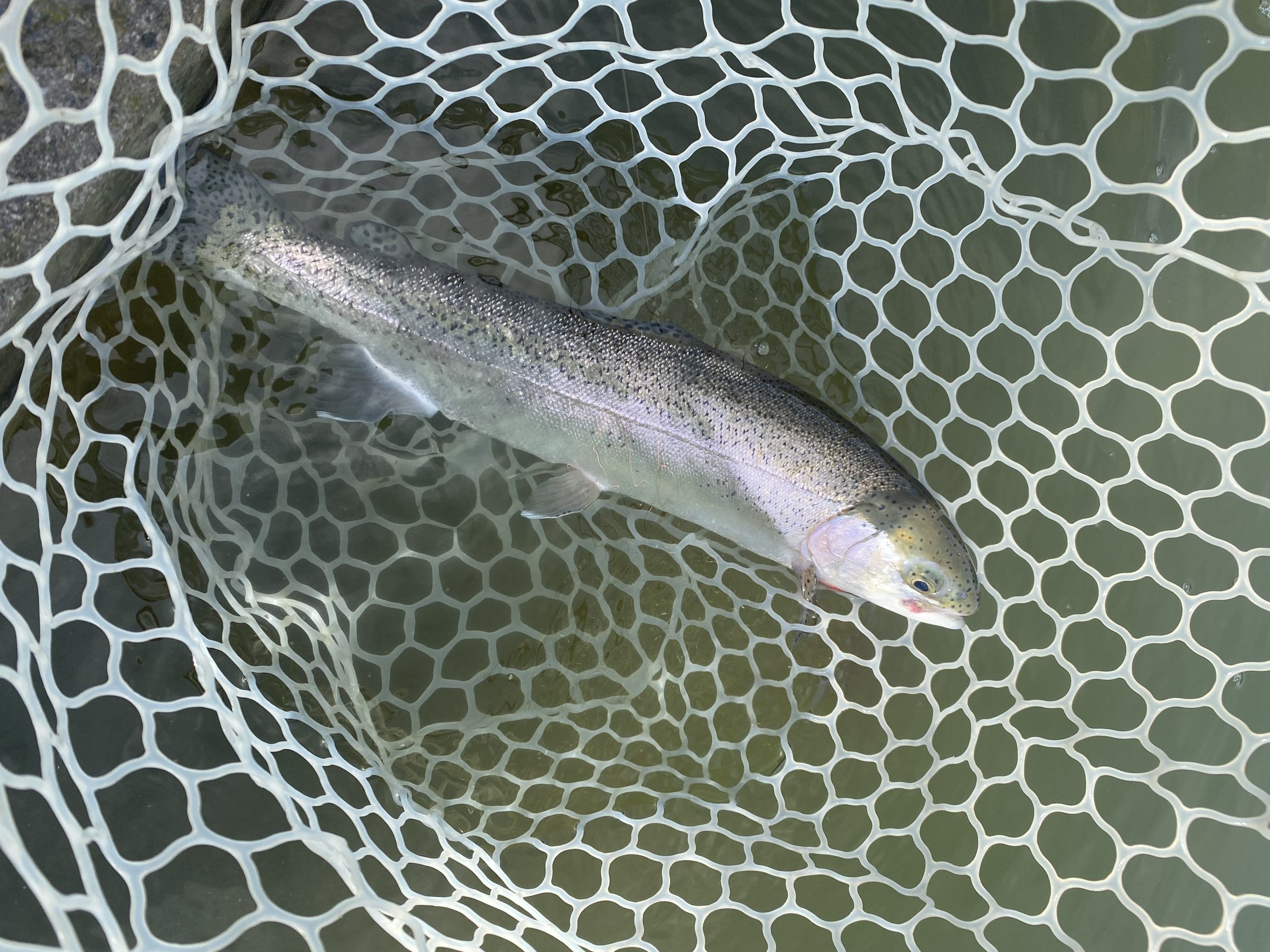 4月5日（日）浦安市 kpさん