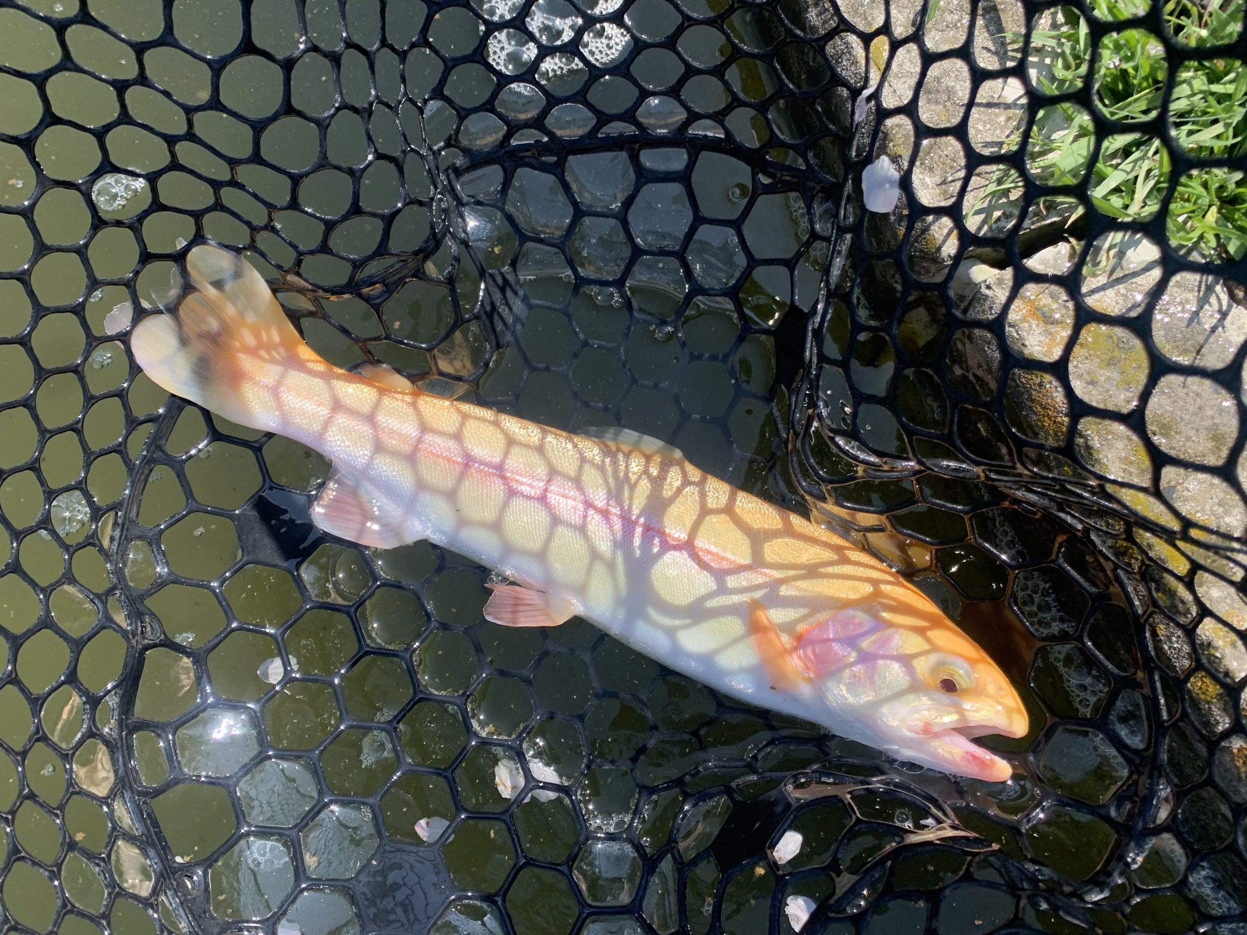 4月3日（金）国立市　K.Tさん