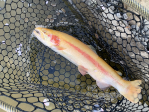 4月8日（水）国立市　K.Tさん