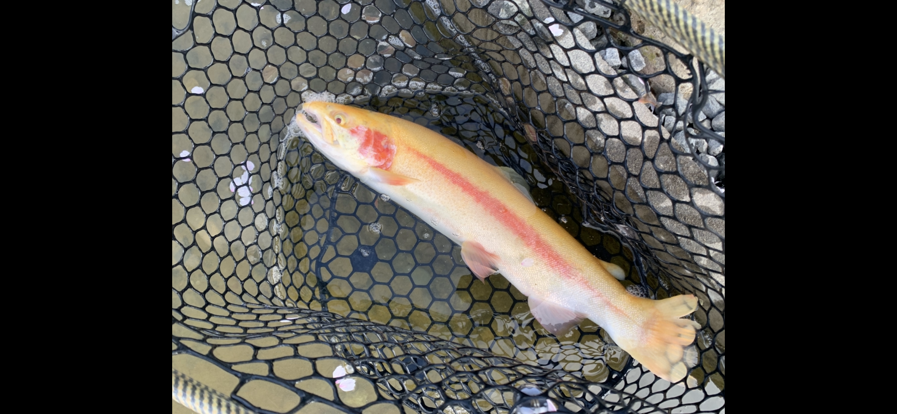 4月8日（水）国立市　K.Tさん