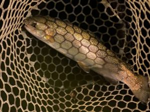 4月18日（土）府中市　kpさん