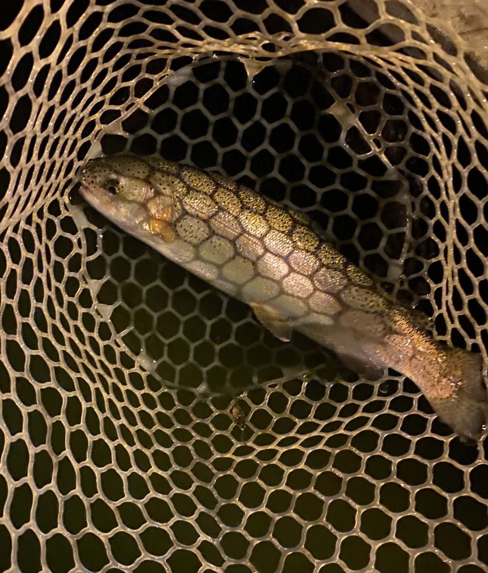 4月18日（土）府中市　kpさん