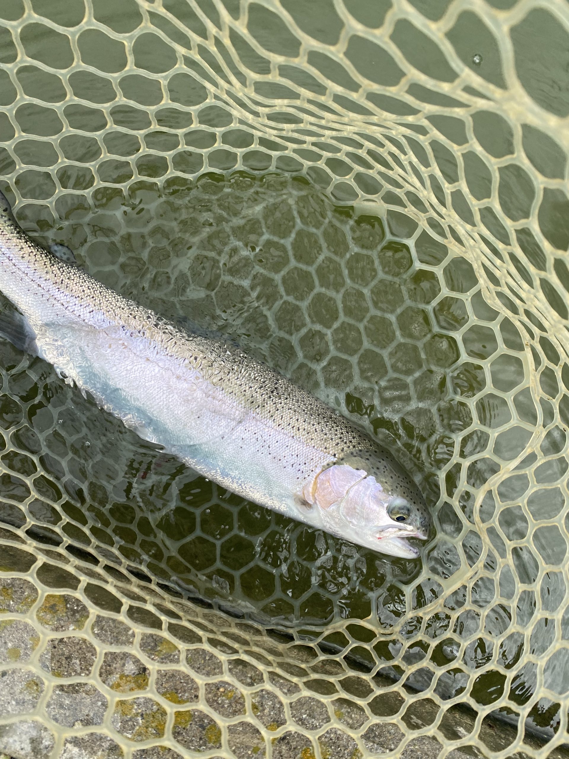 4月26日（土）府中市　kpさん