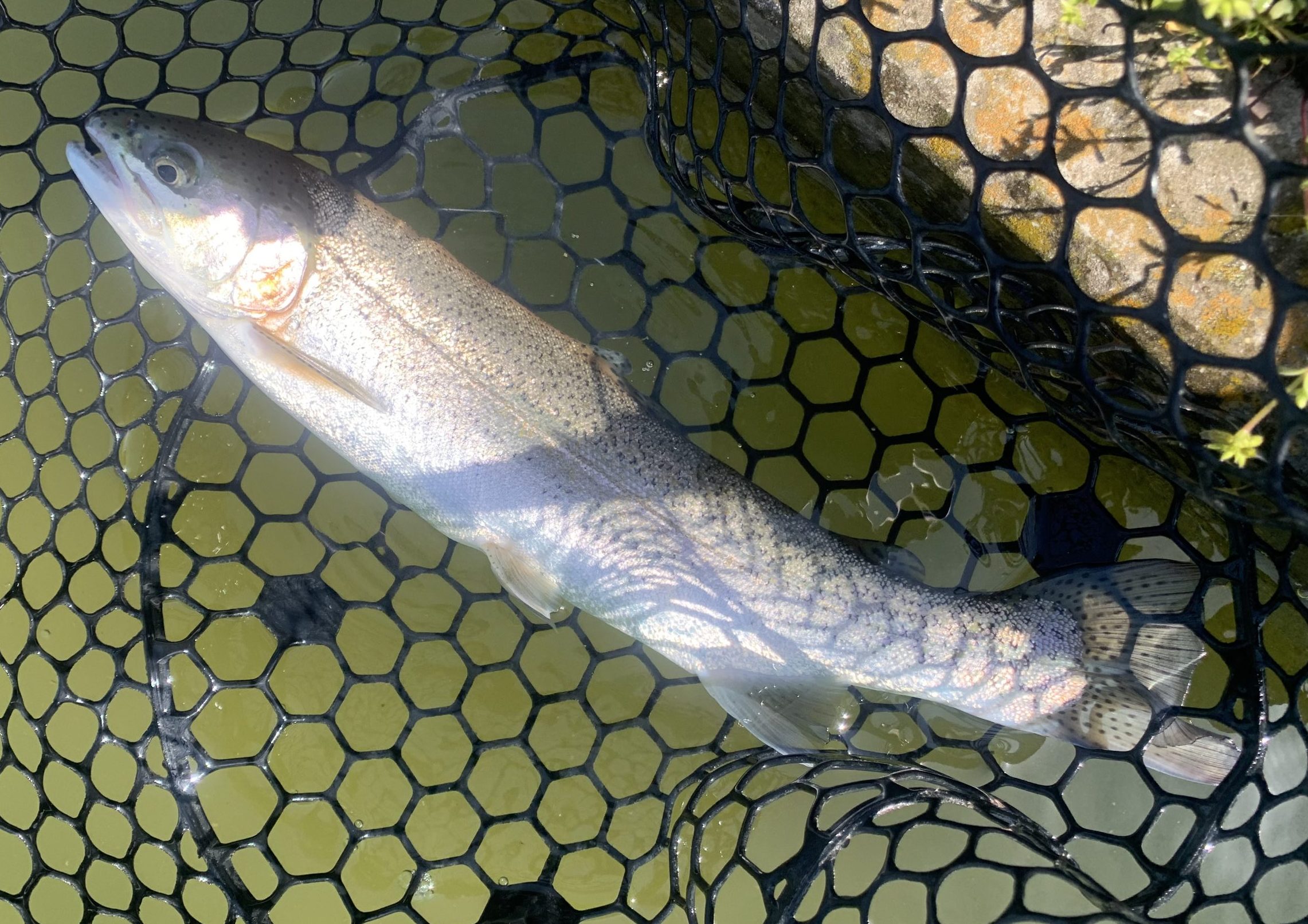 4月12日（日）国立市東　K.Tさん