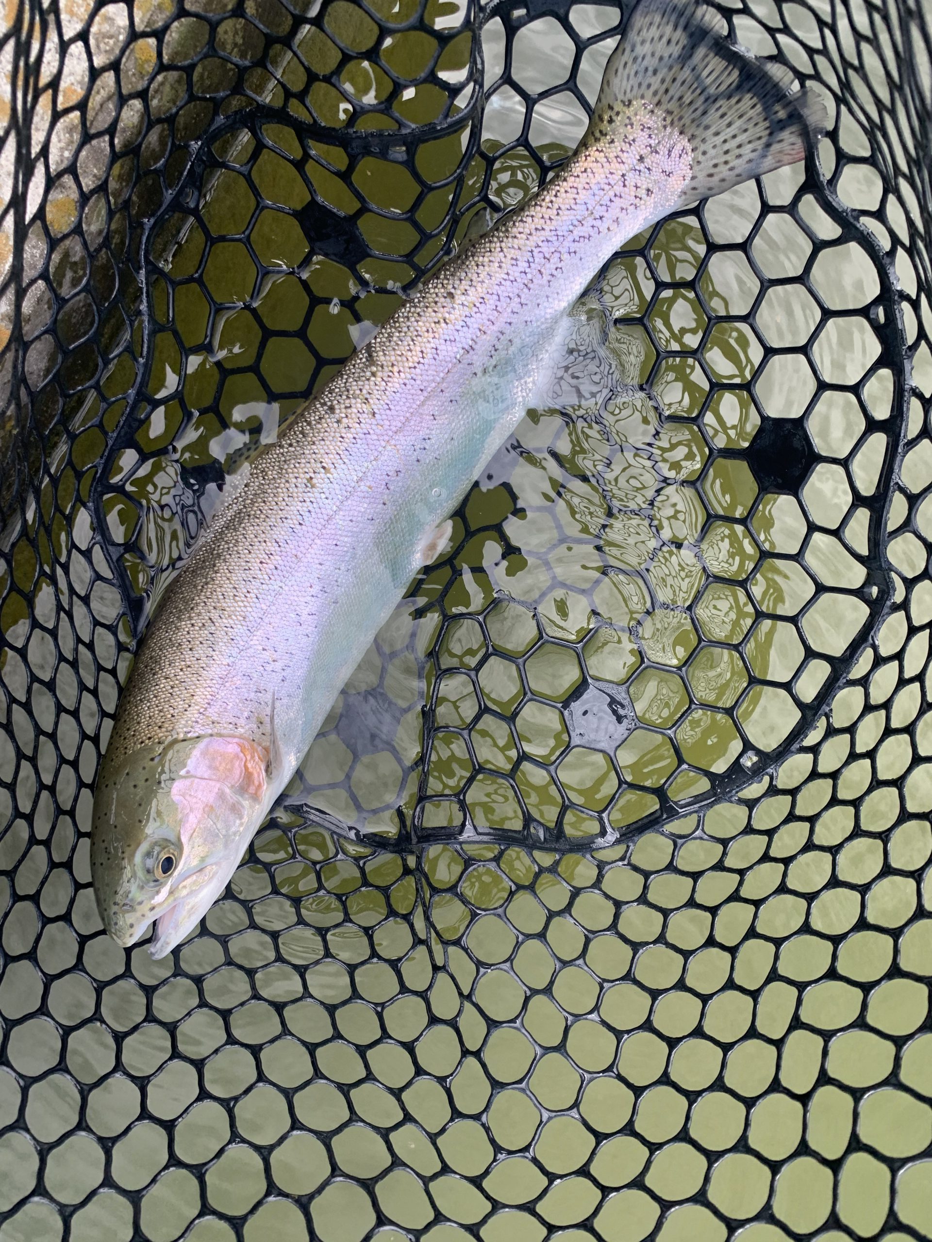 4月13日（月）国立市　K.Tさん