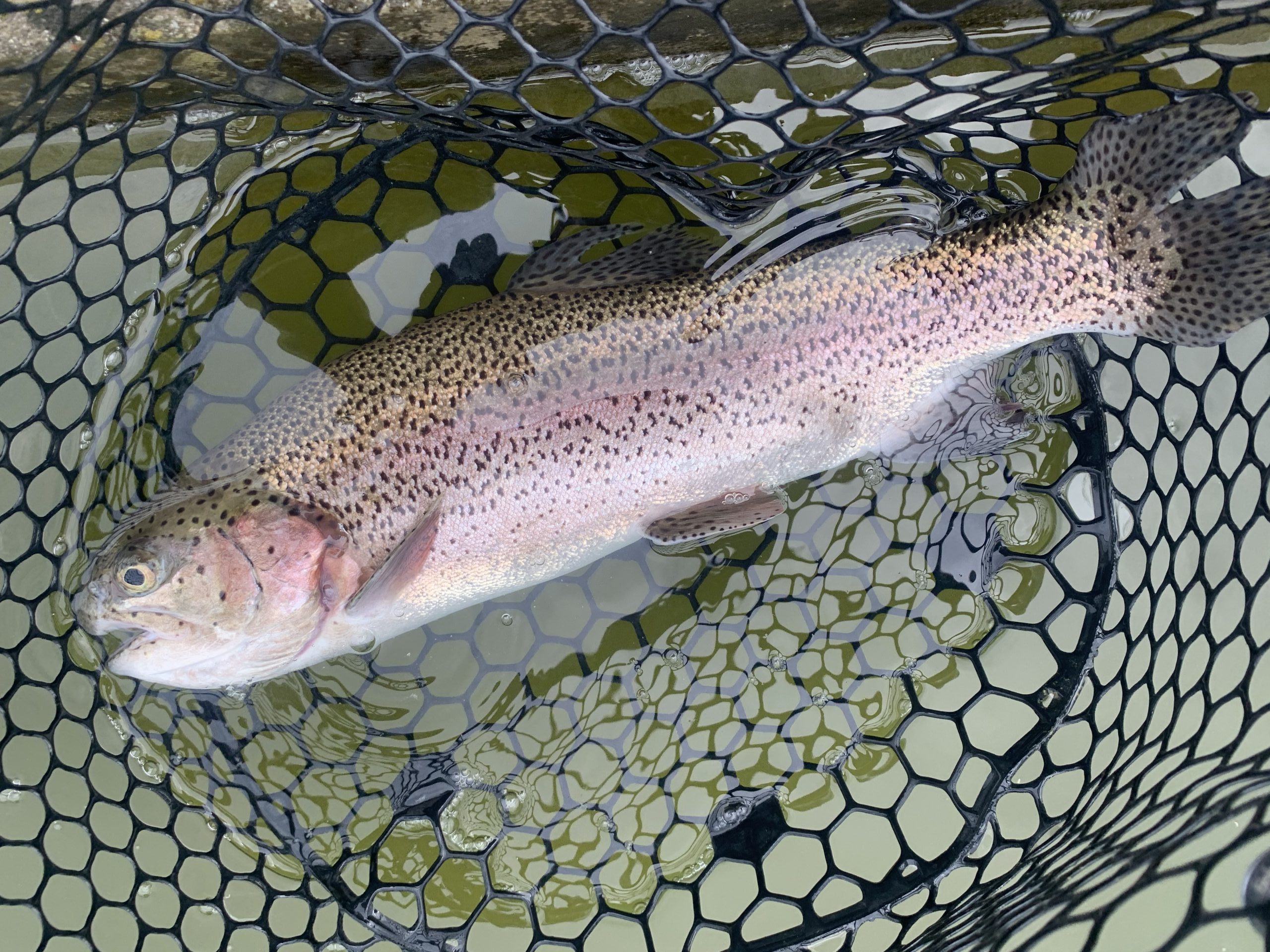 4月１５日（水）国立市東　K.Tさん