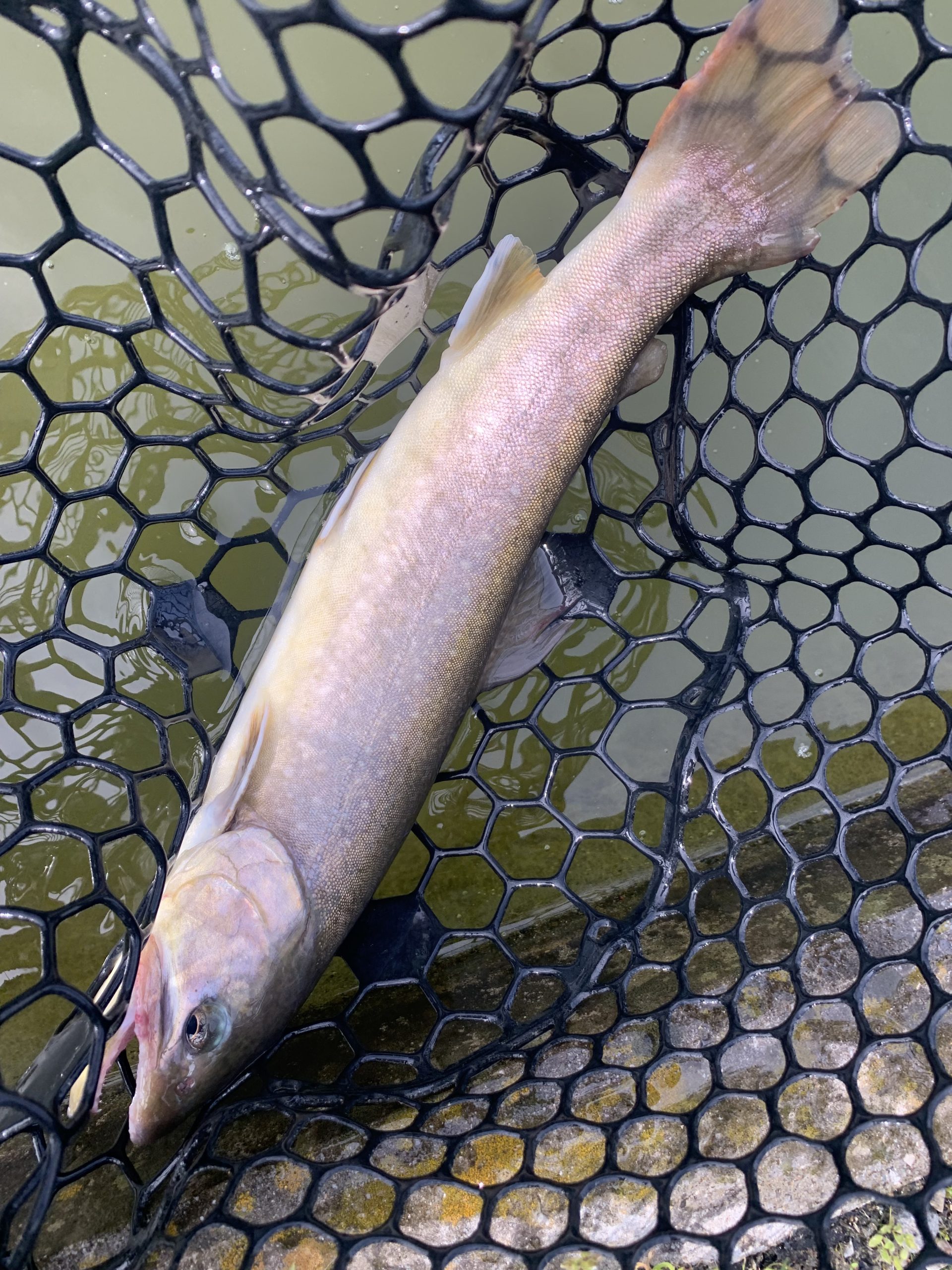 4月17日(金)　国立市　K.Tさん