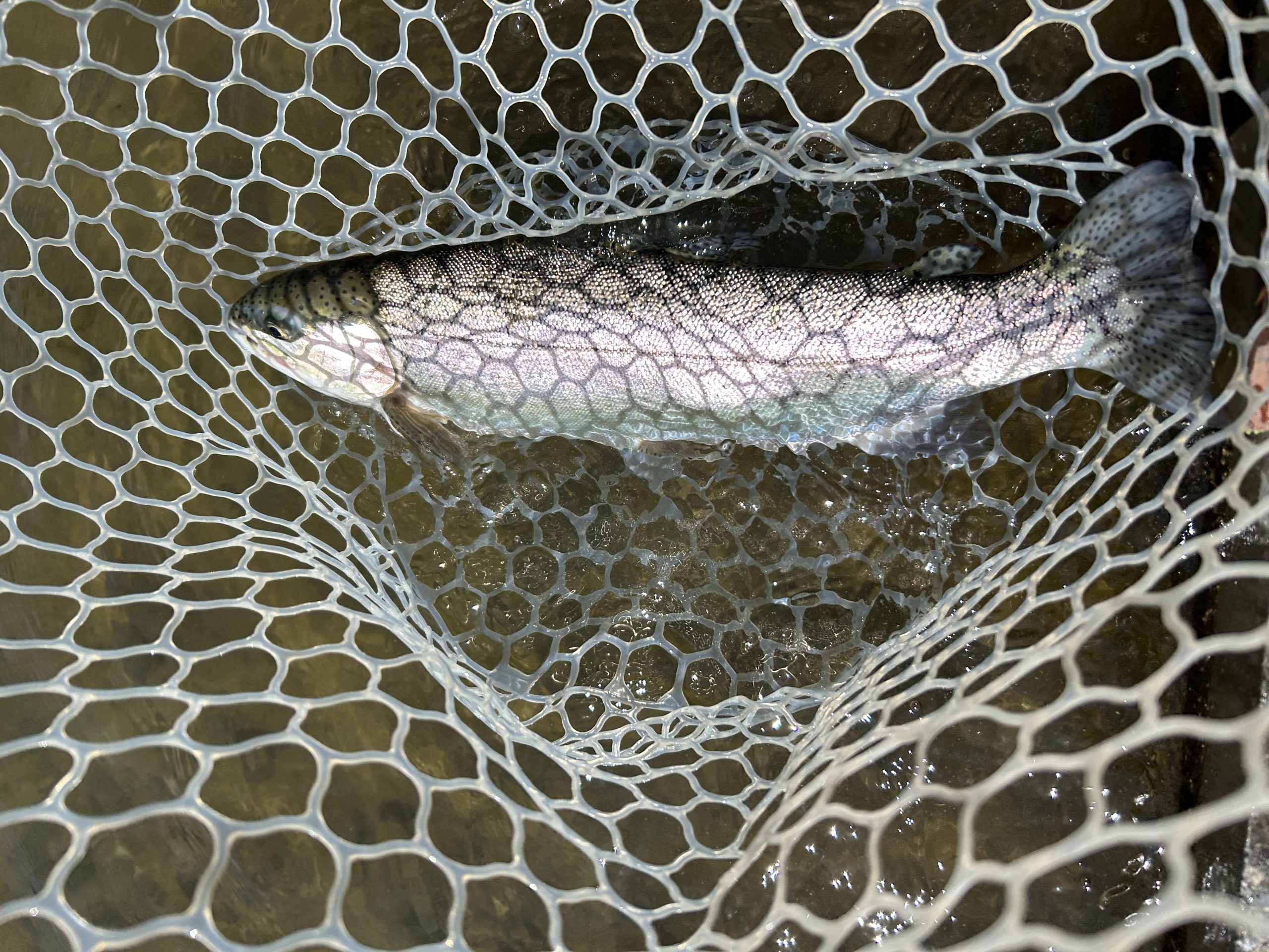 4月3日（金）あきる野市　野口さん