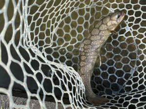 4月17日(金)　あきる野市　野口さん