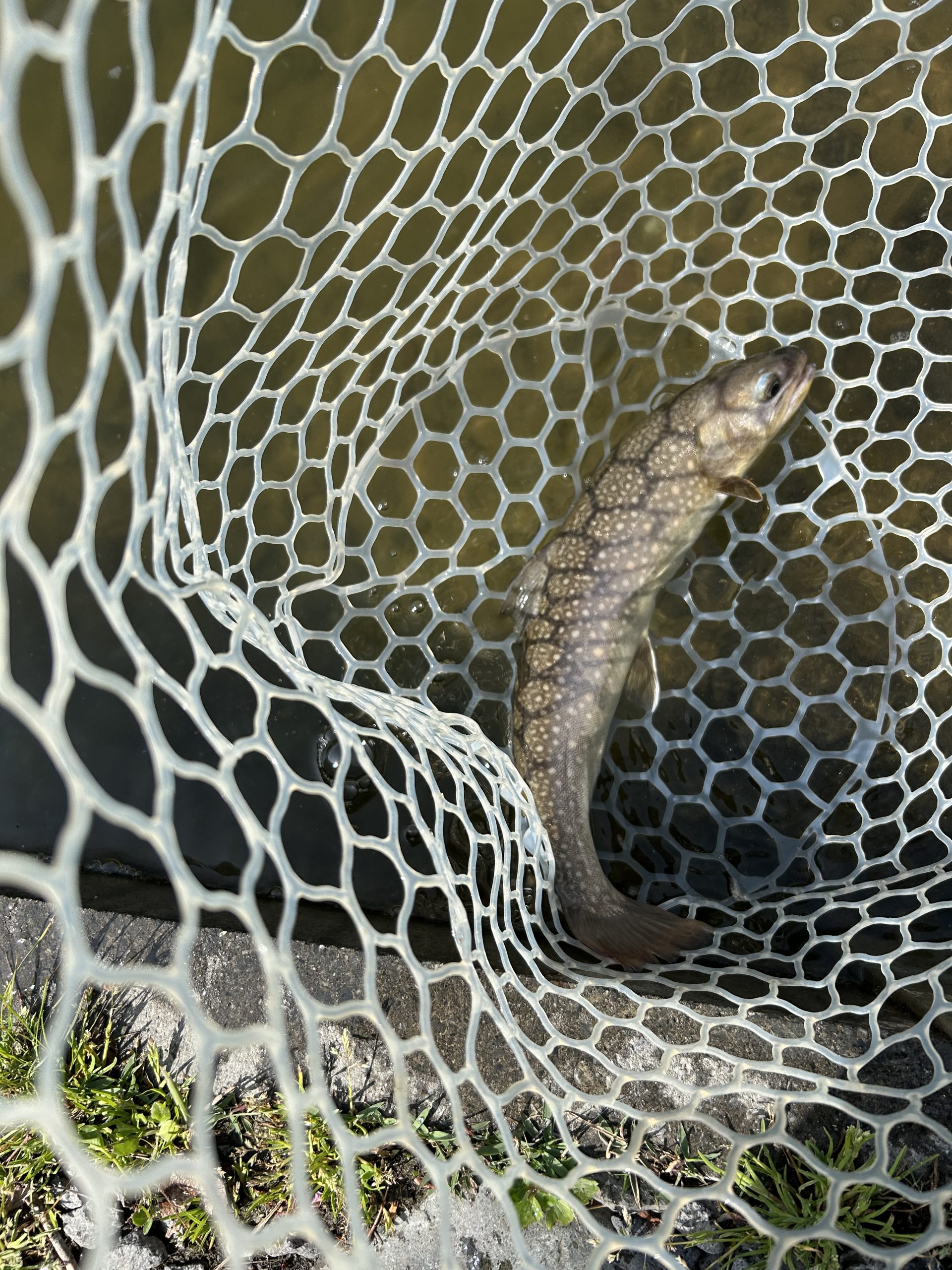 4月17日(金)　あきる野市　野口さん
