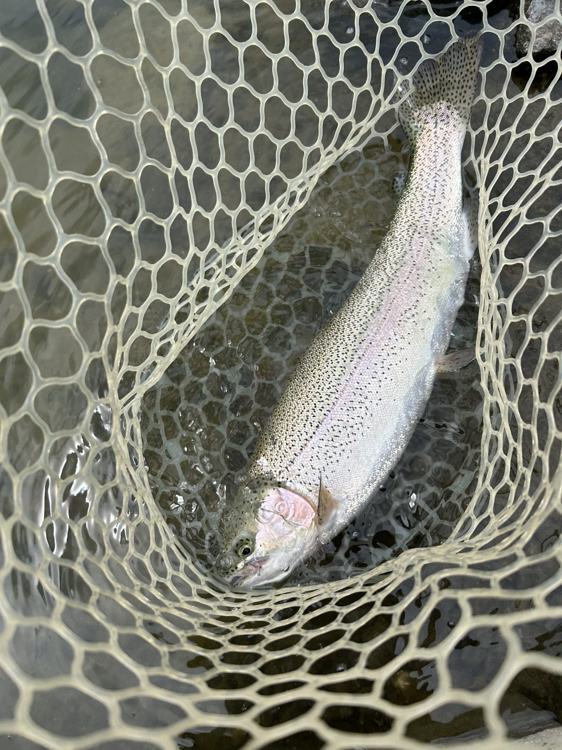 4月24日(金)あきる野市　野口さん