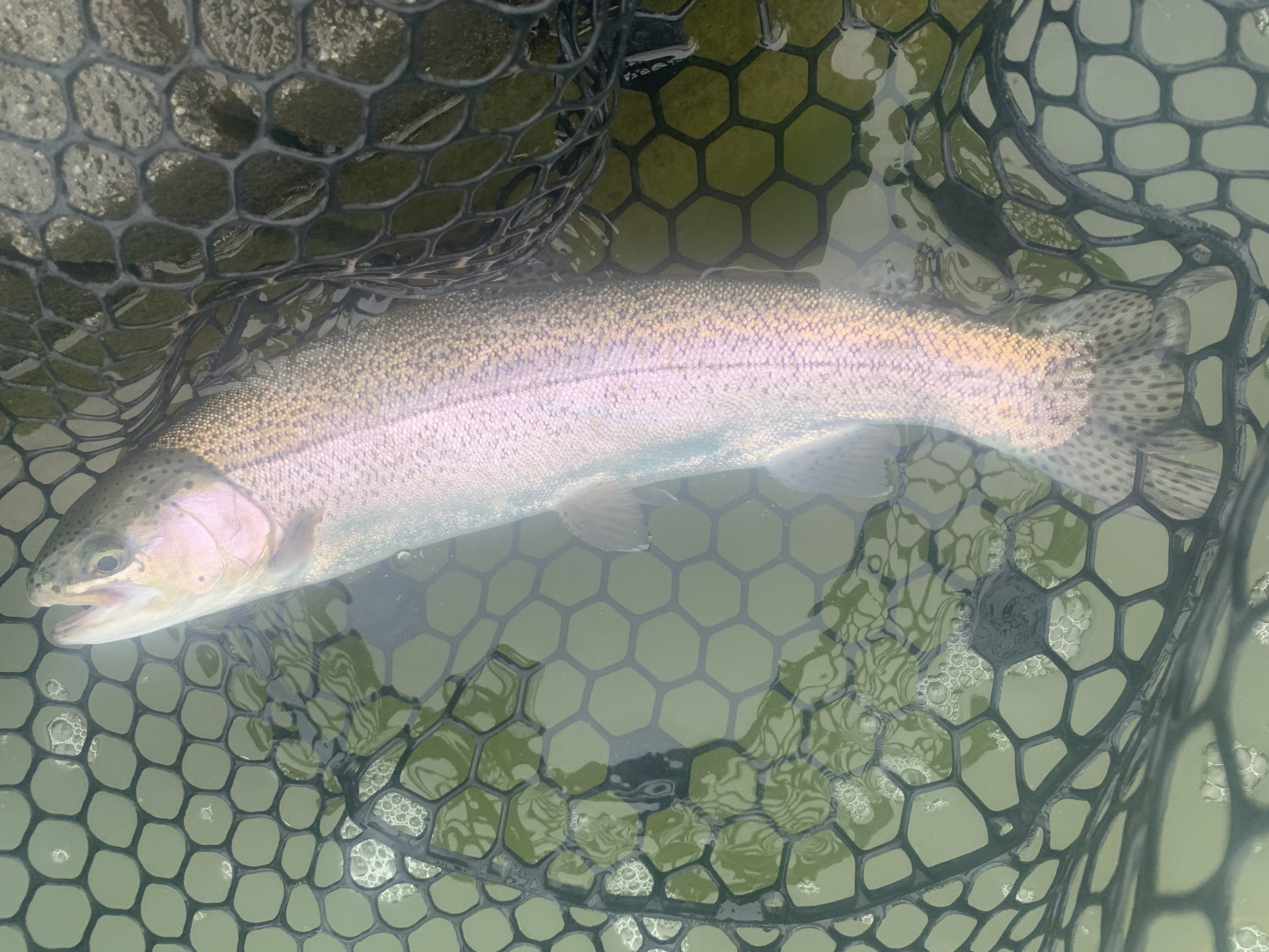 4月24日（金）国立市　K.Tさん