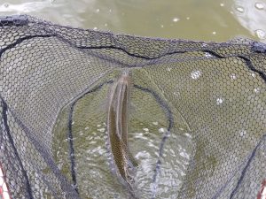 4月25日（土）あきる野市　管釣り天国さん