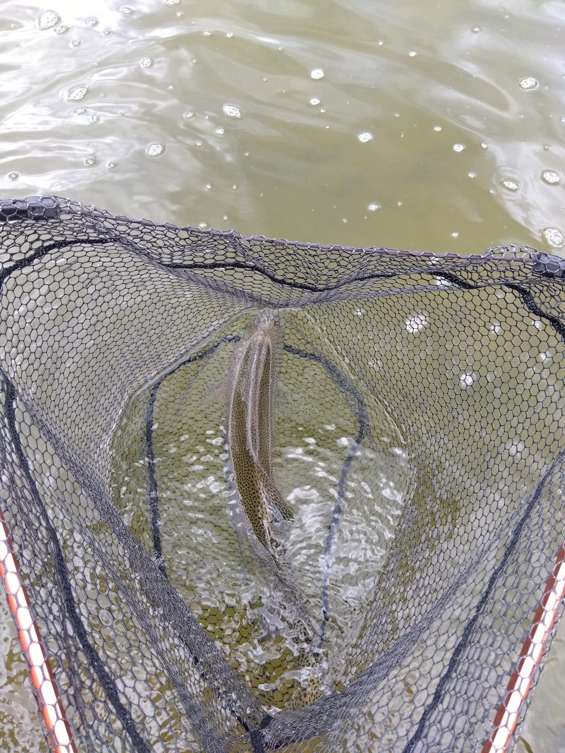 4月25日（土）あきる野市　管釣り天国さん