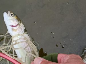 4月5日（日）三鷹市　くにザイルさん